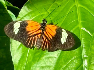 Simple Joys: Things That Make Me Smile