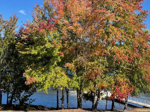 Fall is My Favorite Color and Sustaining Life’s Victories