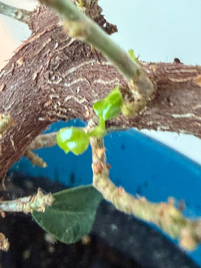 New Growth