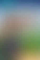 Book cover with characters from Meet the Clades in the forest