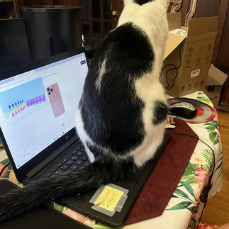 a black and white cat sitting on a laptop