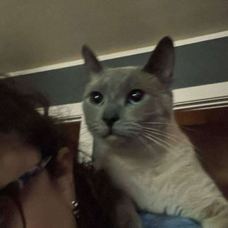 a Siamese cat on the shoulder of it's unwilling human