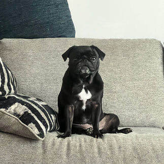 a small black dog with white on his chest sitting on a couch