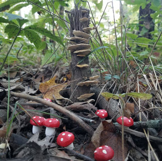 Photo of a fairy ring with a tree stump covered in mushrooms in the background
