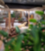 Photo of Luna in her enclosure