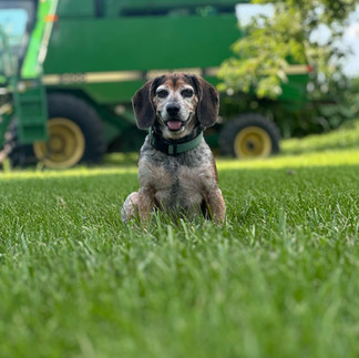 a small brown and white dog sitting in the grass in front of a combine