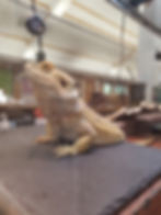 Luna, the bearded dragon rests on a slate surface in a terrarium. The environment is bright, and there's a thermometer reading “90.1” above.