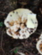 Photo of a pad and paper on a giant mushroom