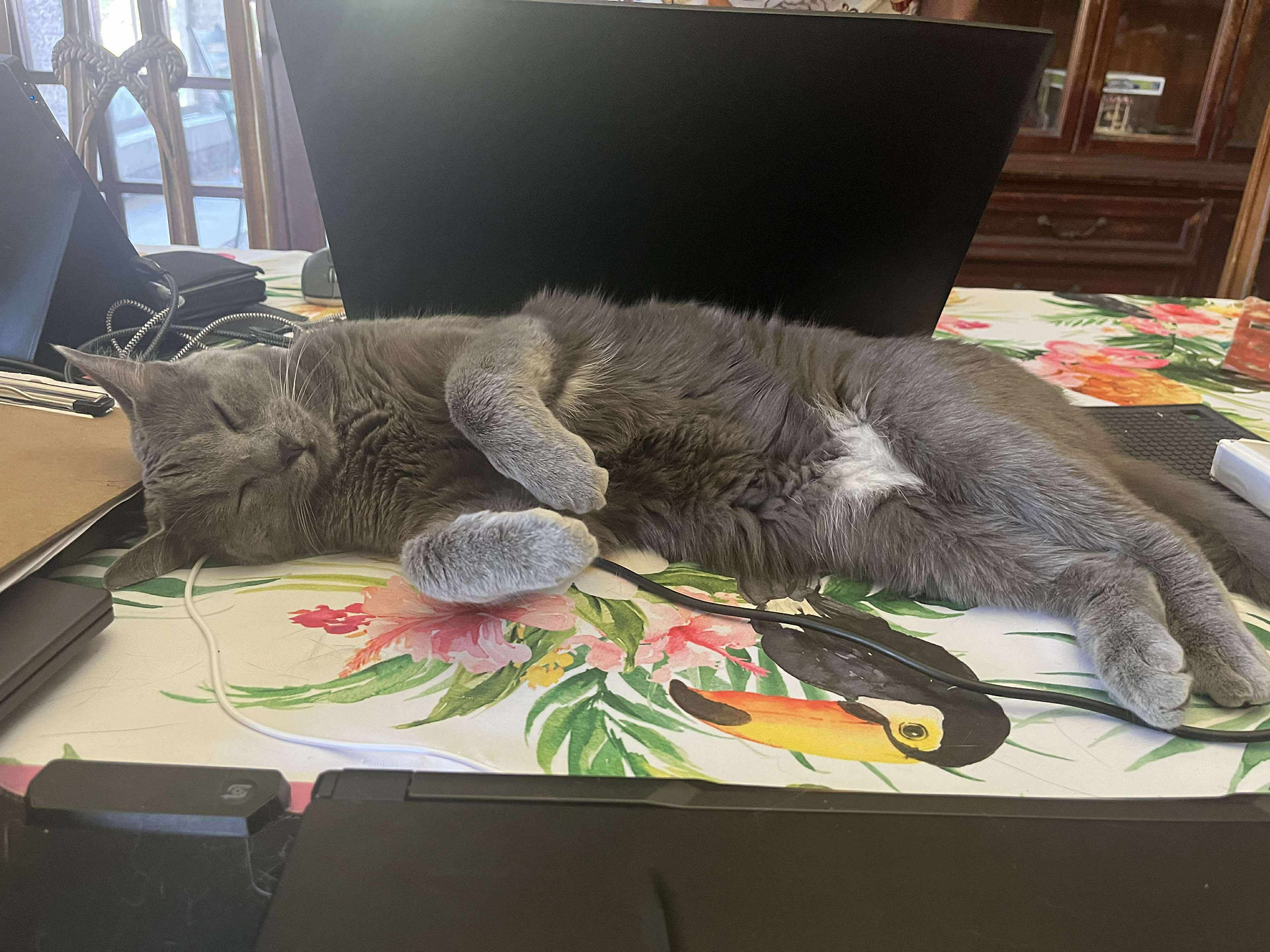 a grey cat curled up on a placemat on a dining room table