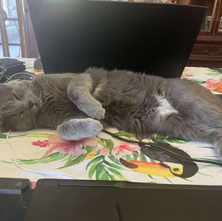 a grey cat curled up on a placemat on a dining room table