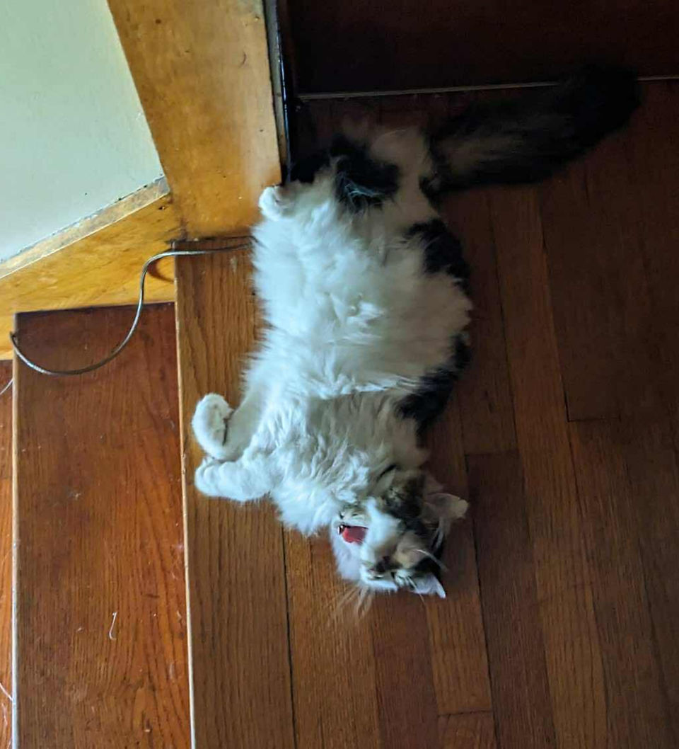 Long haired black and white cat yawning while laying on her back