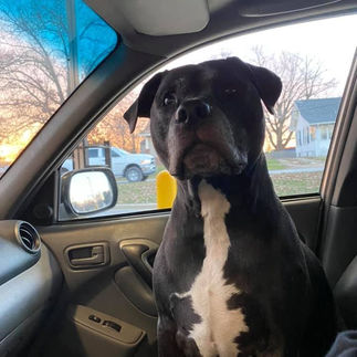 a black dog with a white chest sitting in a car