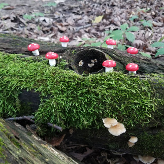 Photo of a fairy ring on a log covered with moss