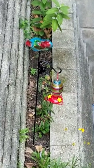 Photo of the hummingbird feeder and bird bath in the sunken gardens