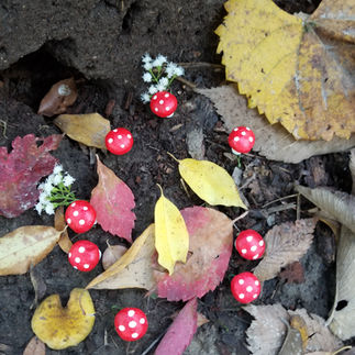 Photo of a fairy ring with fall leaves