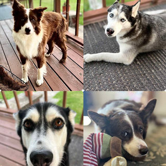 4 photos of four different black and white dogs