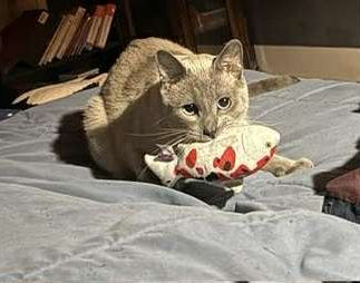 a grey cat sitting on a bed with a toy fish in it's mouth