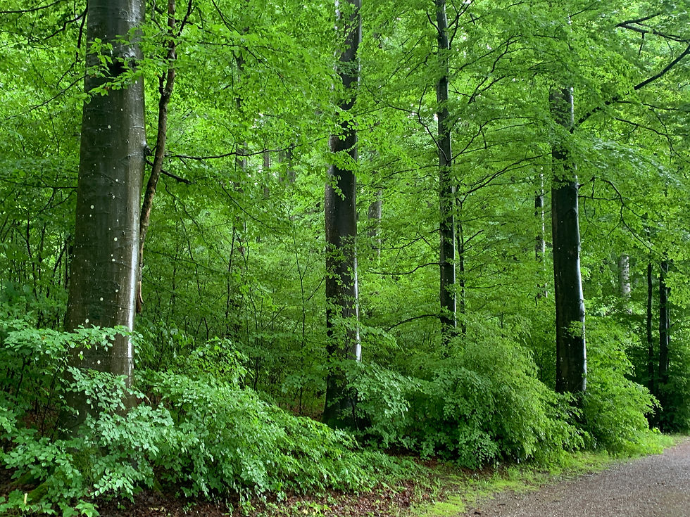 Nature