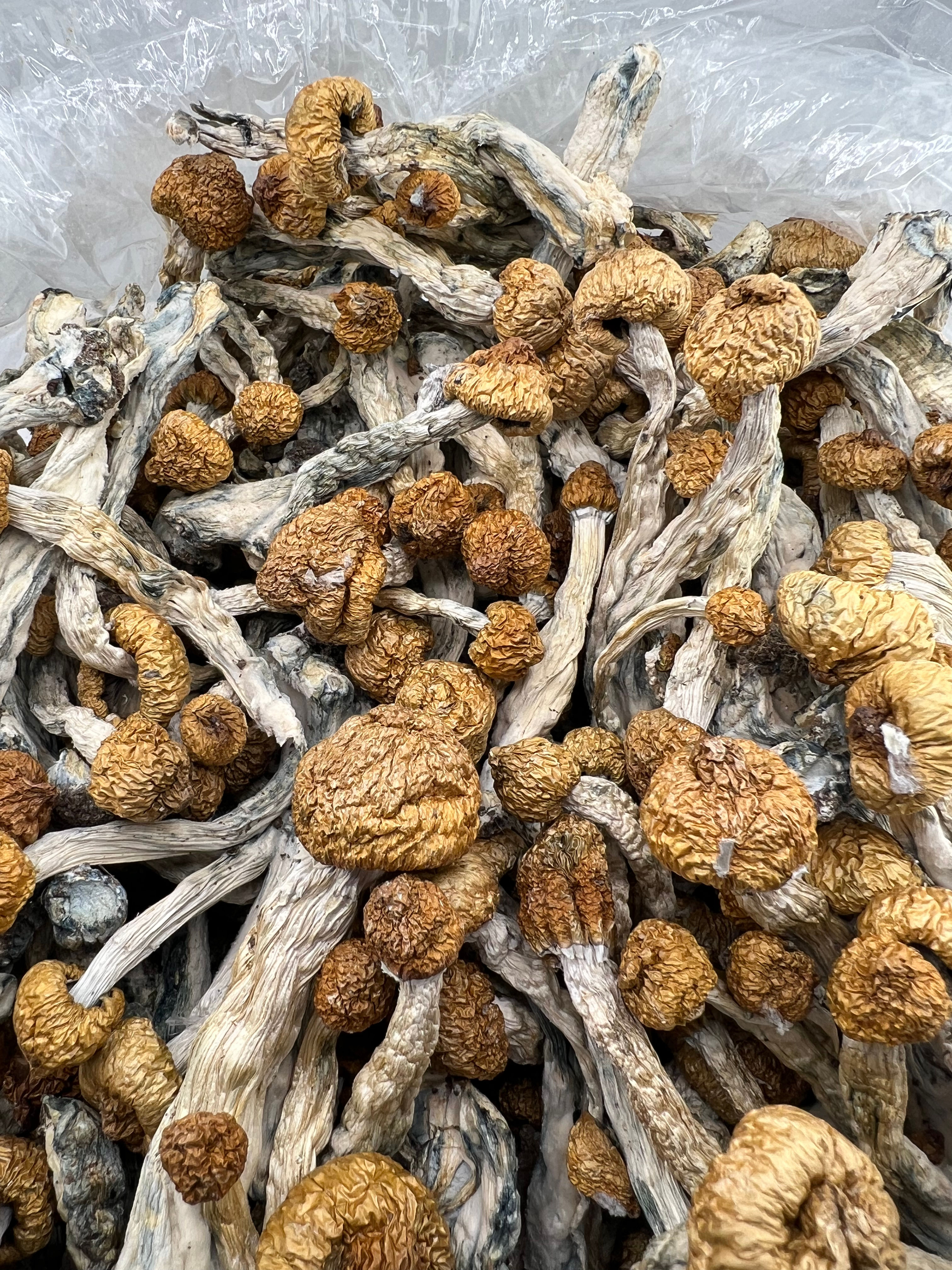 GOLDEN TEACHER (INTOWN: $500 / SHIPPED: $600)