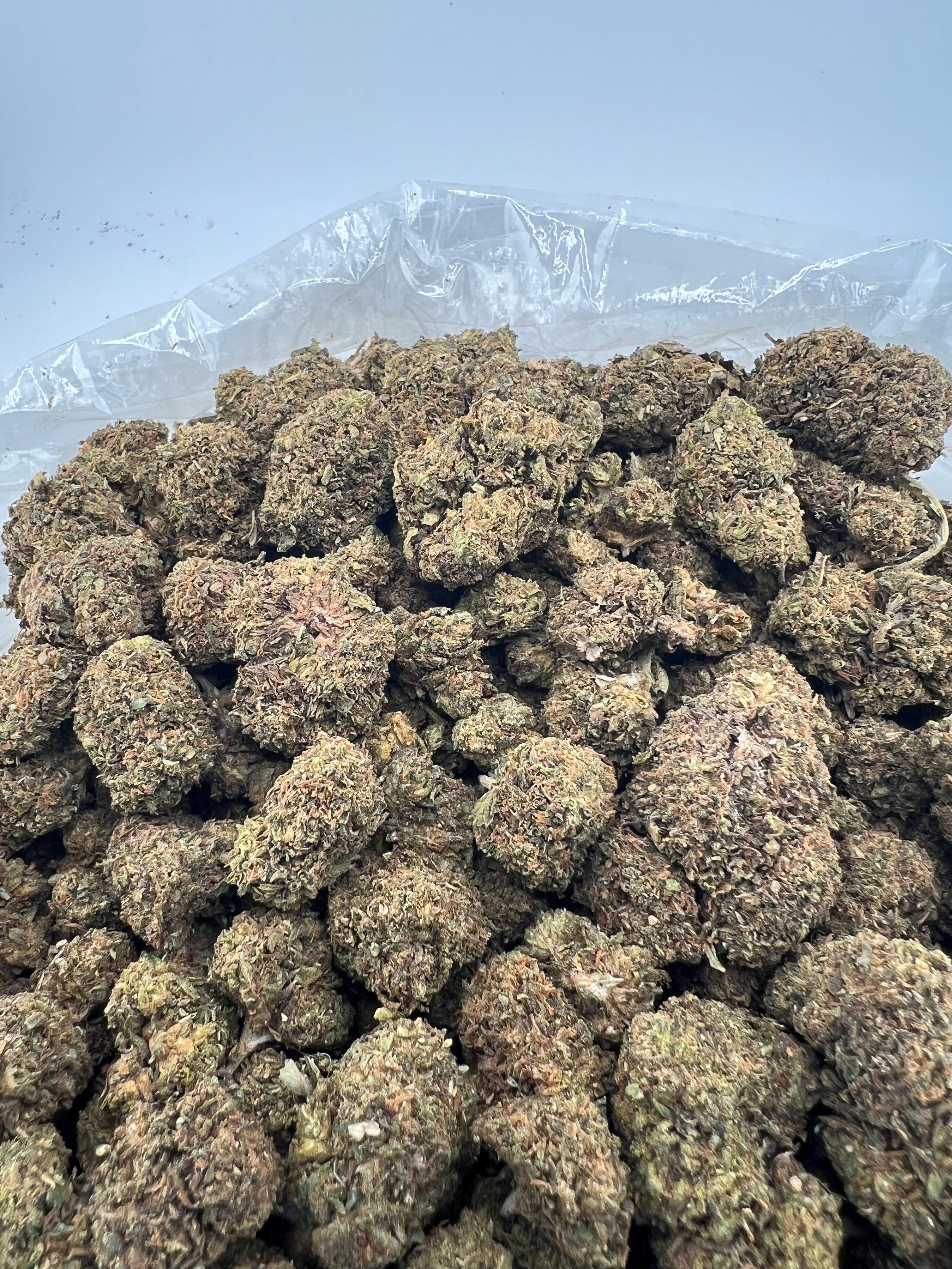 JUNGLE RUNTZ (INTOWN: $125 / SHIPPED: $225)