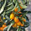 Thumbnail: 10 GAL KUMQUAT TREE