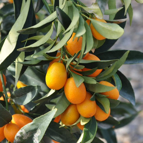 Thumbnail: 10 GAL KUMQUAT TREE