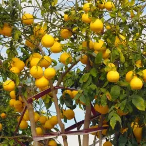 10 GAL WHITE GRAPEFRUIT TREE