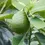 Thumbnail: 10 GAL PERSIAN LIME