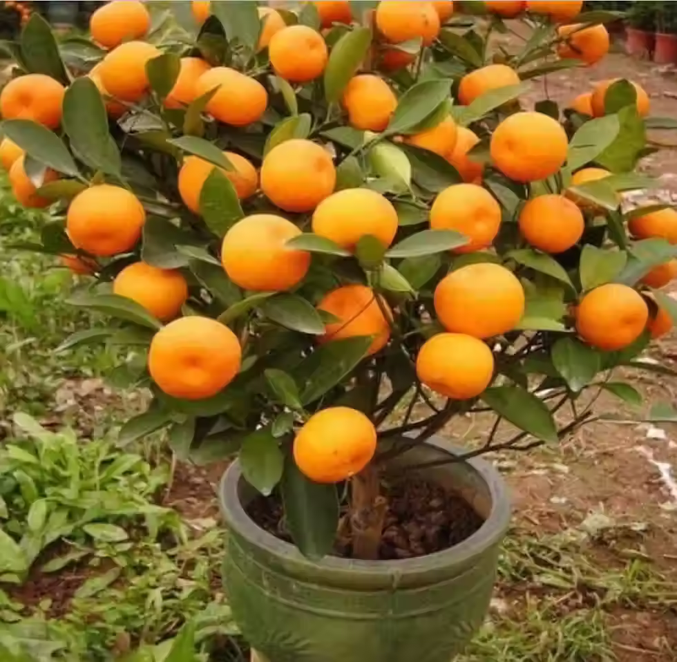 10 GAL PONKIN TANGERINE ( CHINESE HONEY)