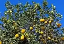 Thumbnail: 10 GAL PONDEROSA LEMON TREE