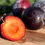 Thumbnail: 15 GAL PLUM
