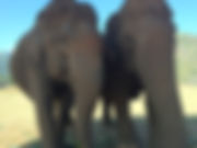 Elephant Nature Camp