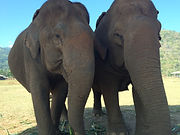 Elephant Nature Camp