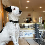 Perdita at the desk_edited.jpg