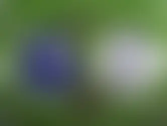 Everton v Spurs
