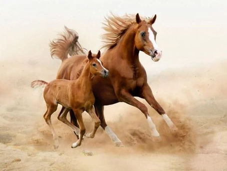 أبشر