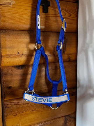 Blue equine halter personalized with 'STEVIE' on wood wall