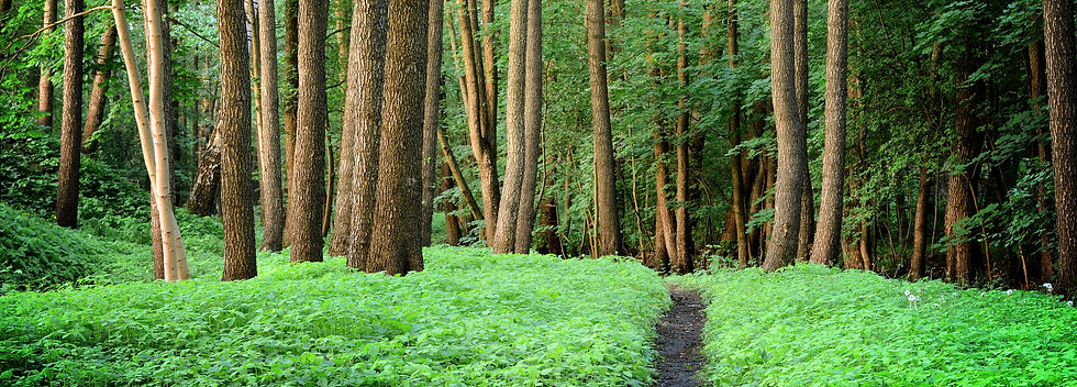 forest-road-scene-SBI-300739857.jpg