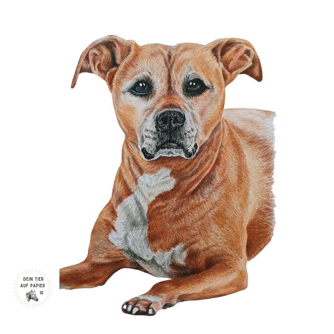 Hundeportrait Buntstift personalisiert fotorealistisch nach Fotos gemalt Dein Tier auf papier Bergisch Gladbach