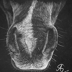 Dein Tier auf Papier Annette Sommer Pferdemalerei Pferd malen lassen Haustiermalerei Tierportraits Buntstiftzeichnung Bleistiftzeichnung Pferdekunst Bergisch Gladbach KölnILLUSTRATION EINES PFERDEMAULS MIT PASTELL AUF SCHWARZEM PAPIER Annette Sommer Dein Tier auf Papier Pferde malen Pferdeportrait