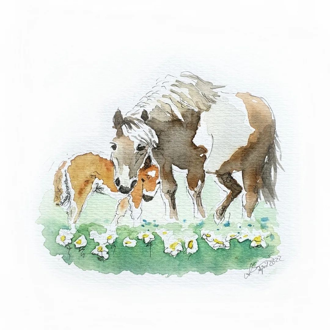 Ponyillustration Illustrationen Tiere Pferdeillustration Tierkunst Atelier Annette Sommer Bergisch Gladbach Aquarellkunst Pferdekunst