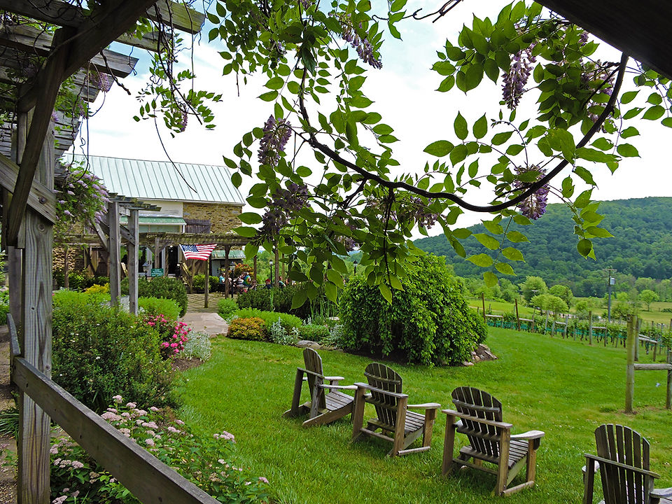Hillsborough Vineyard