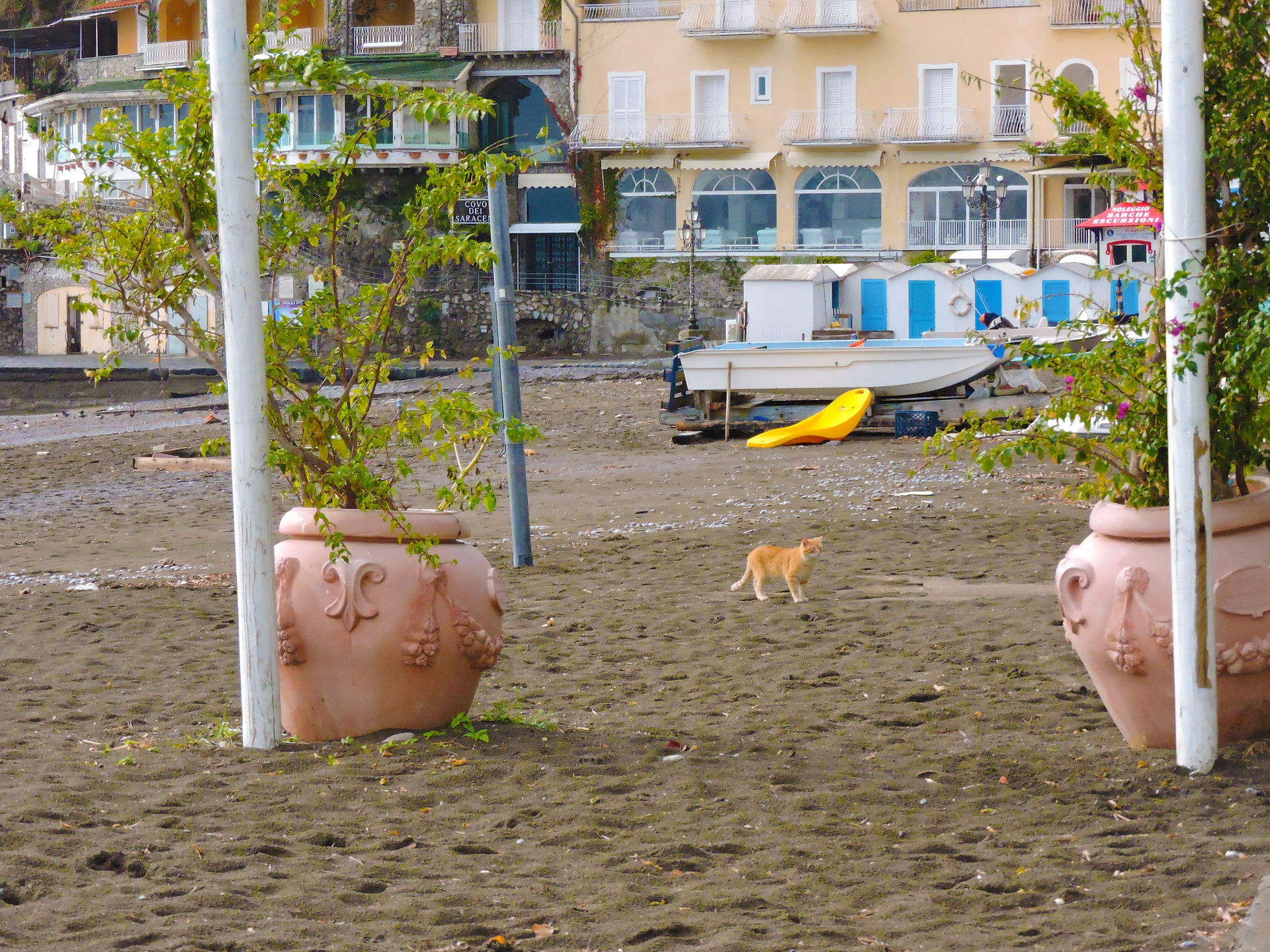 Cats of Positano