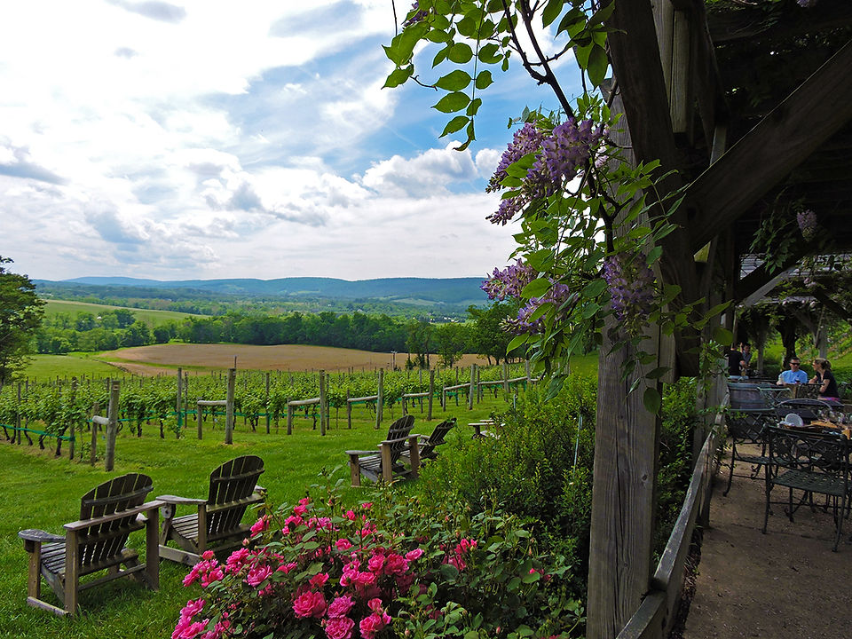 Hillsborough Vineyard