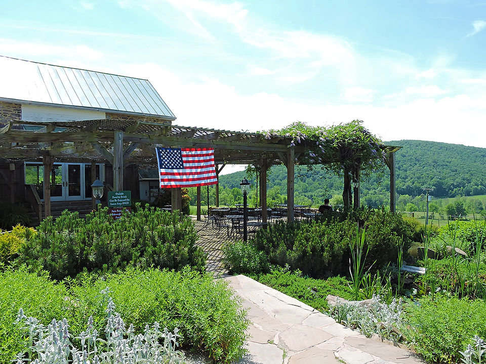 Hillsborough Vineyard