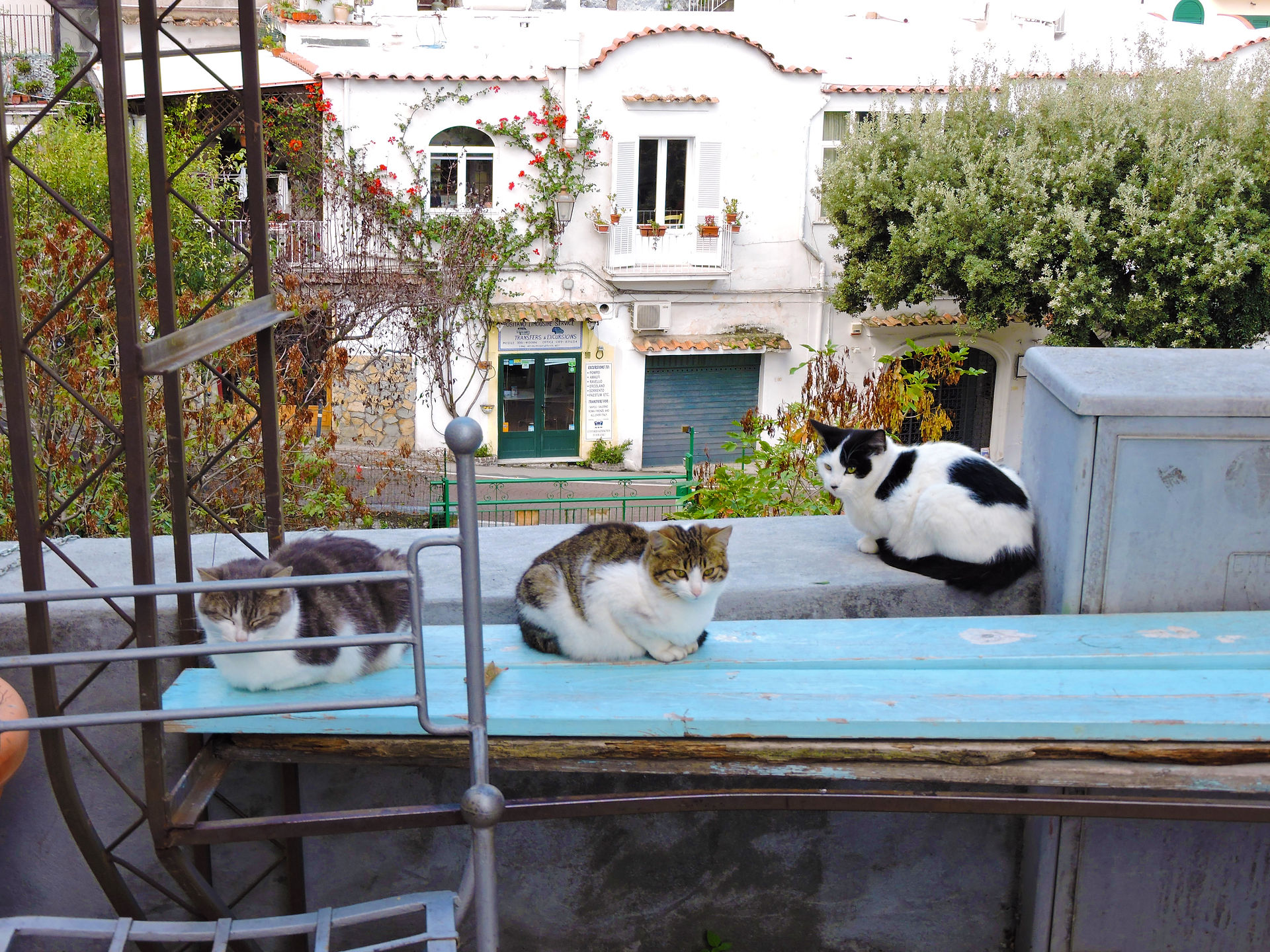 Cats of Positano
