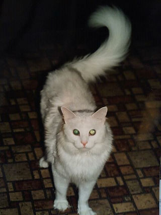 My childhood cat, Harry