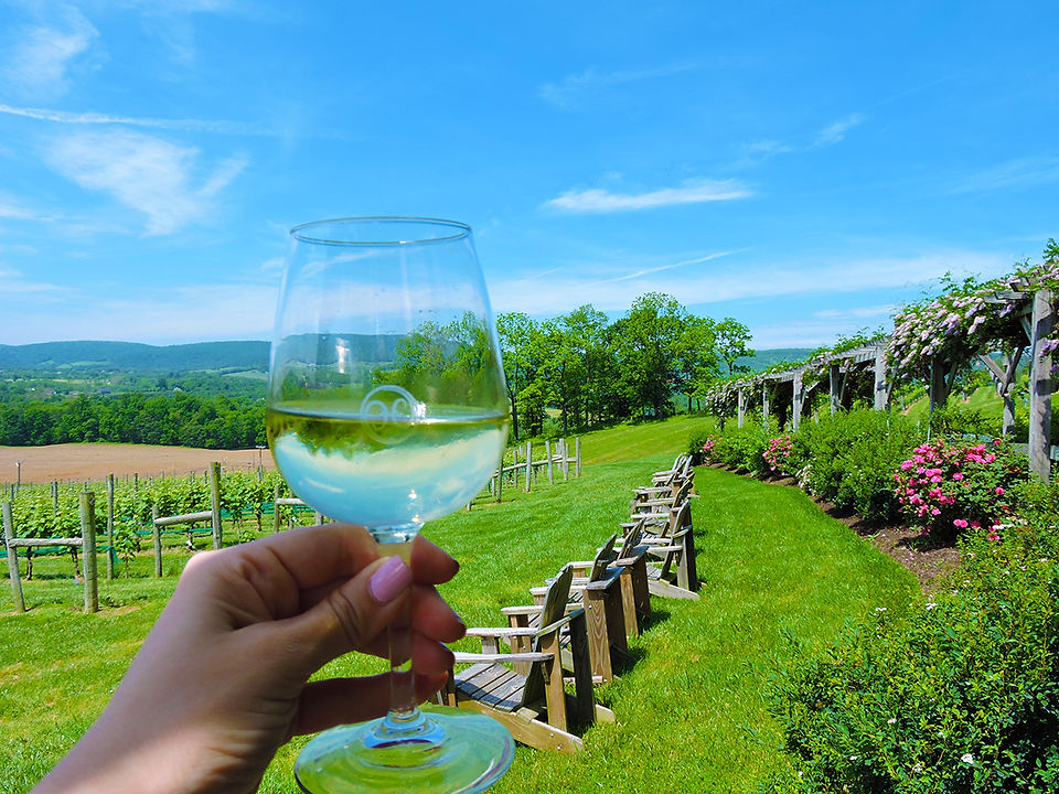 Hillsborough Vineyard