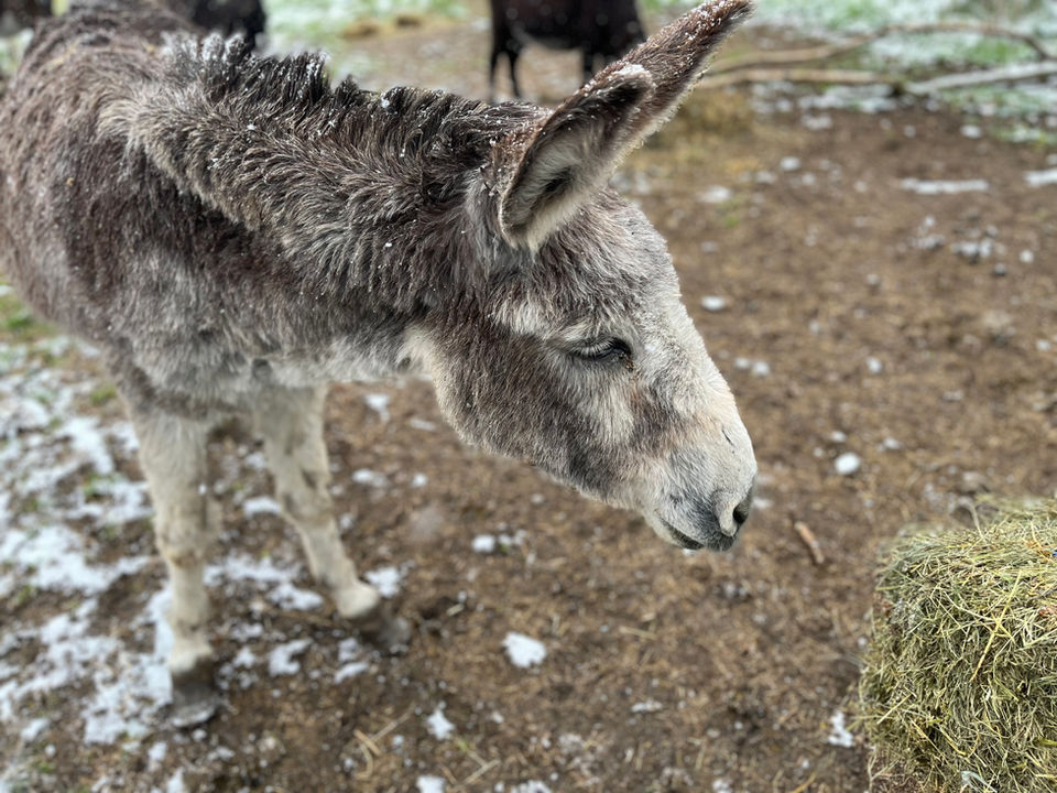 rando âne sous la neige âne