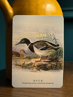 duck.png